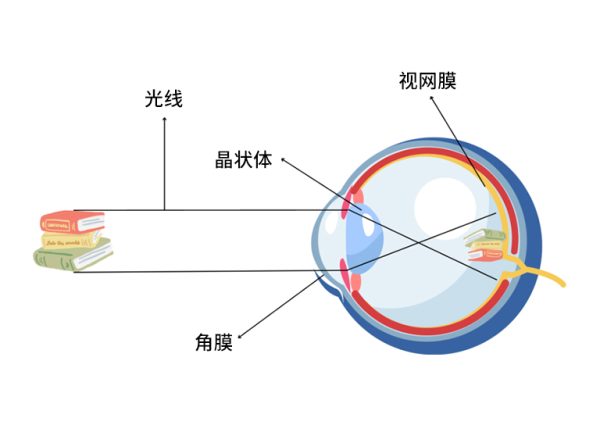 眼睛成像工作機制